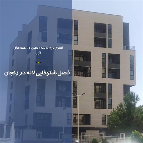 فصل شکوفایی لاله در زنجان